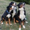woopye wyllow et shadow